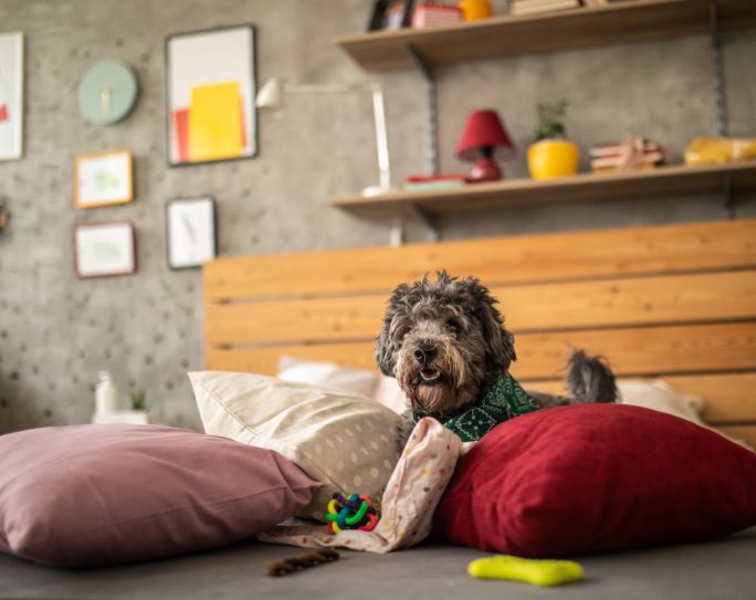 What You Need to Know About Home Safety as a Pro Pet Sitter