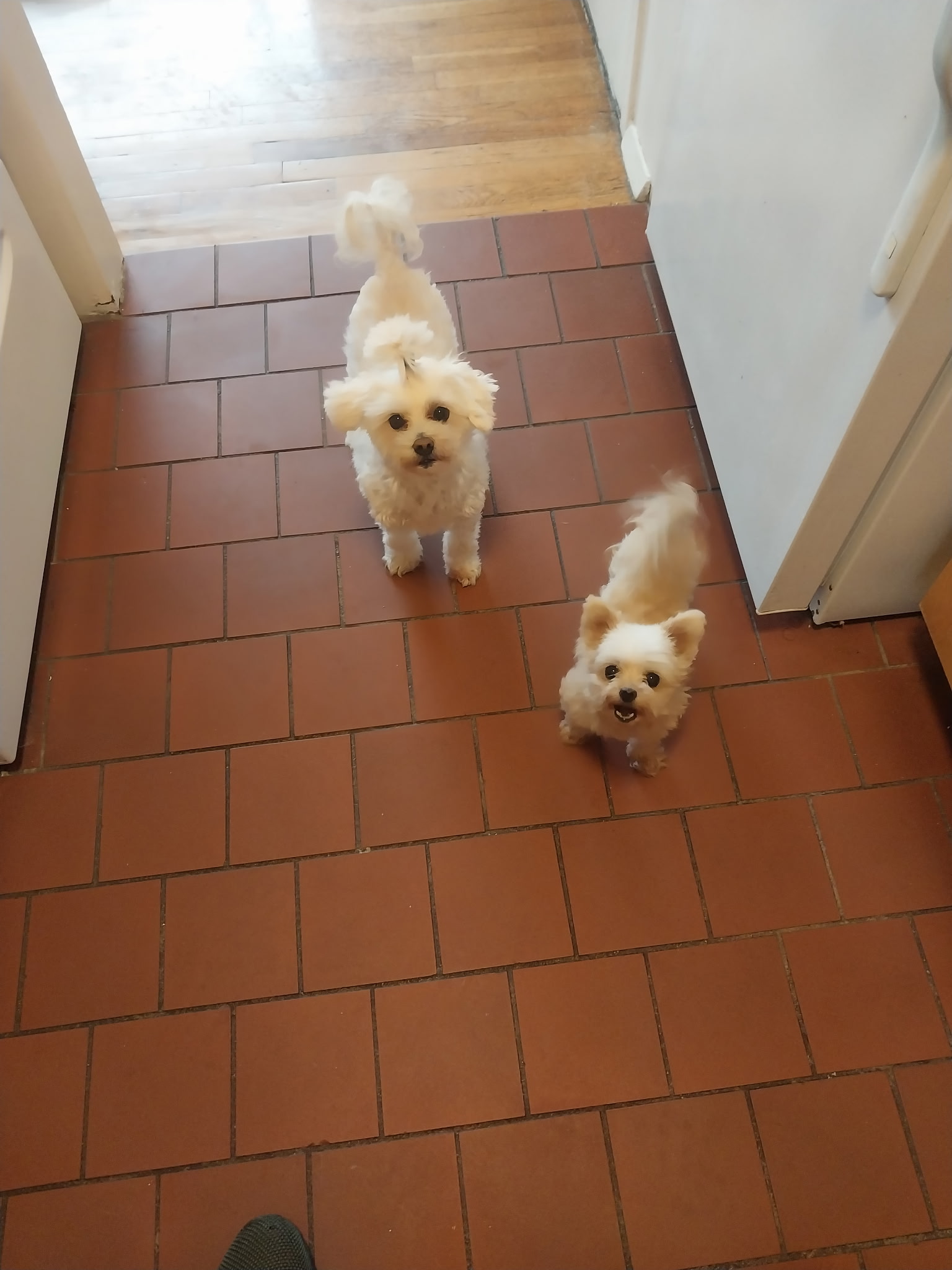 Pampered Pets of New Jersey LLC