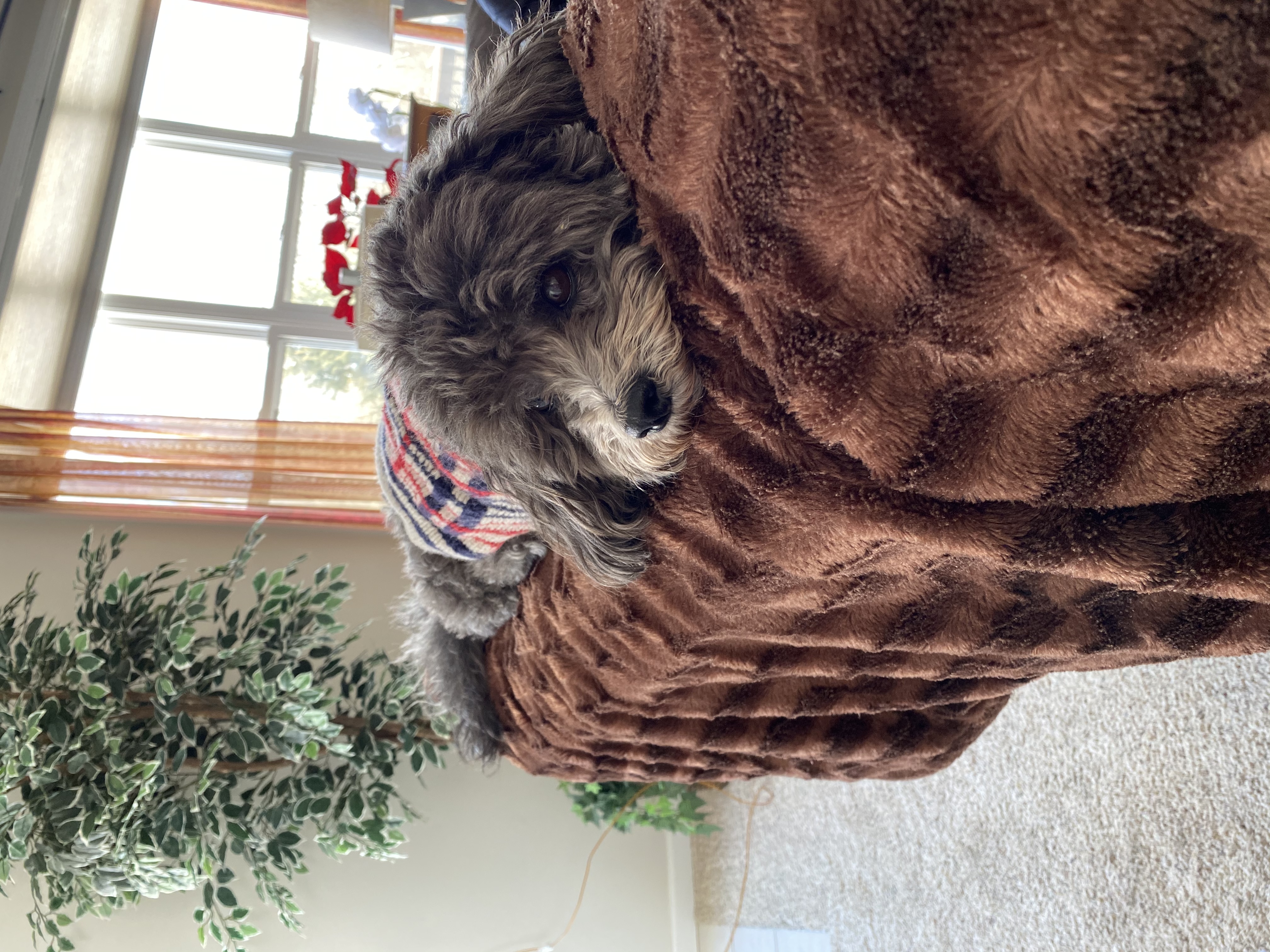 All Creatures Pet Sitters