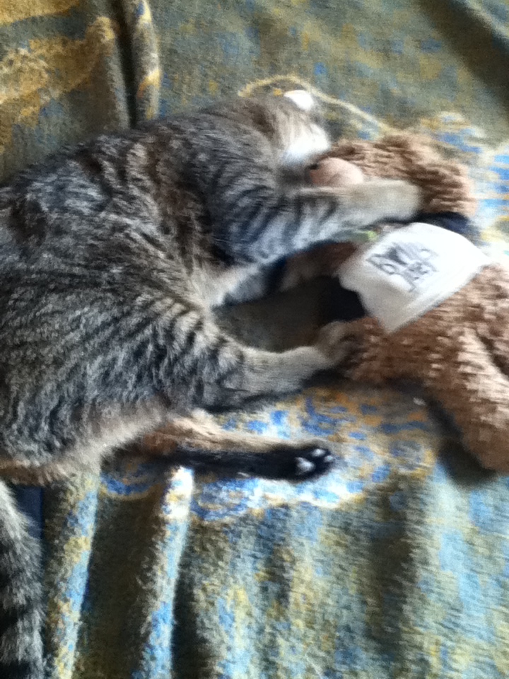 Your Fairy Catmother