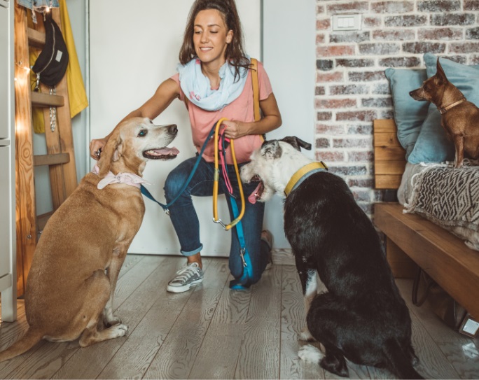 Professional dog sitters near me hot sale