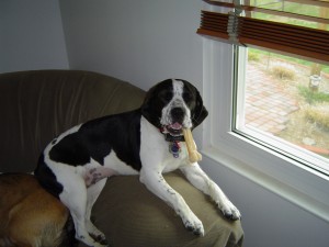 Barks Purrs Feathers Fins Ltd