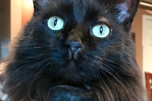 CAROL'S CRITTER SITTERS