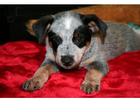 Personal Pet Care Services