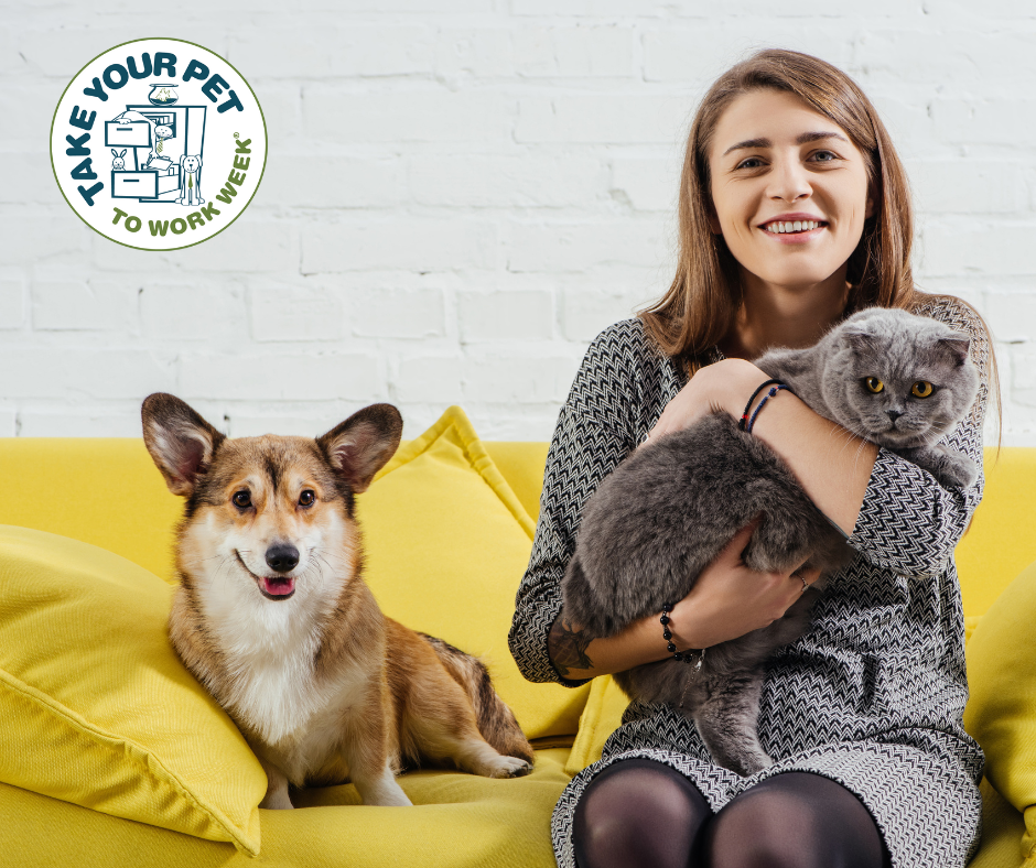 Take Your Pet To Work Week Pet Sitters International
