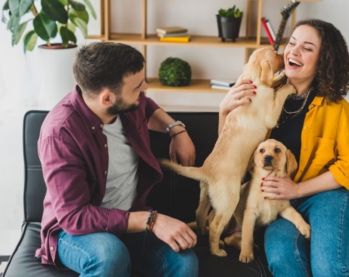 find the best local pet sitter pet sitters international pet sitter