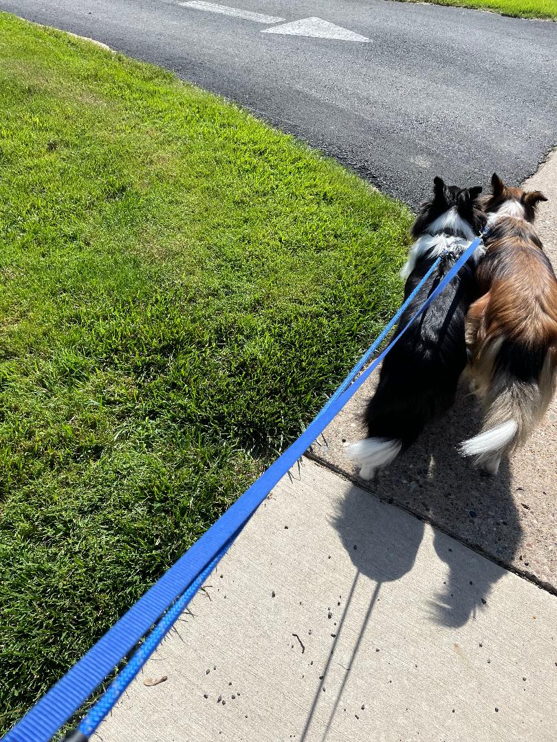 DG's Pet Sitting & Services