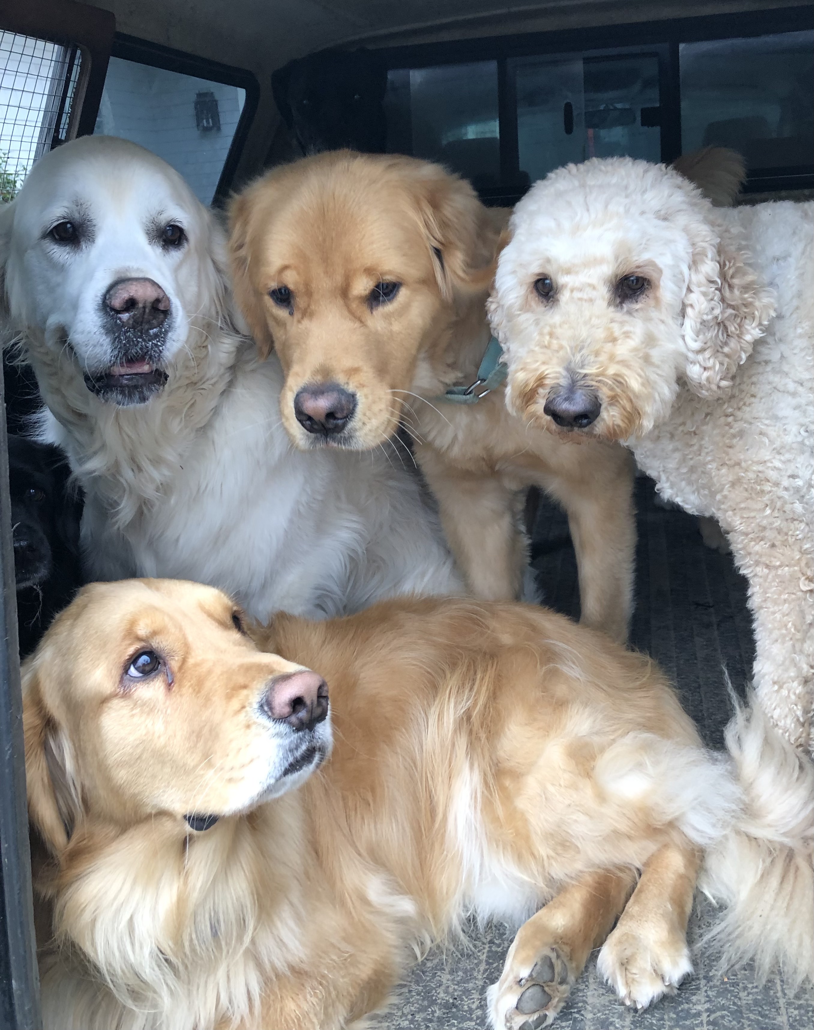 Treadin' Paws, Inc.