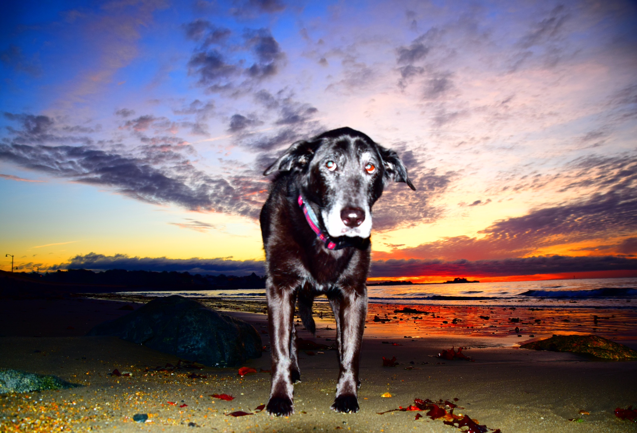 Jennifer & Derek Wood -- Ocean Air Pet Care