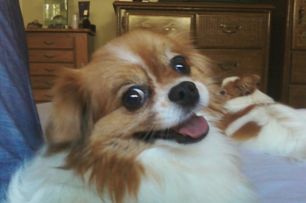 Rose's TLC Pet Care