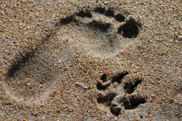 small brindle pitbull