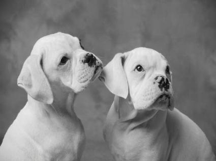 Wags to Whiskers Pet Sitting