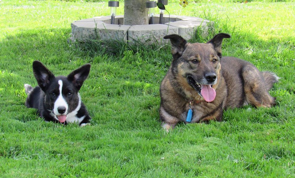 Best Friends Pet Care