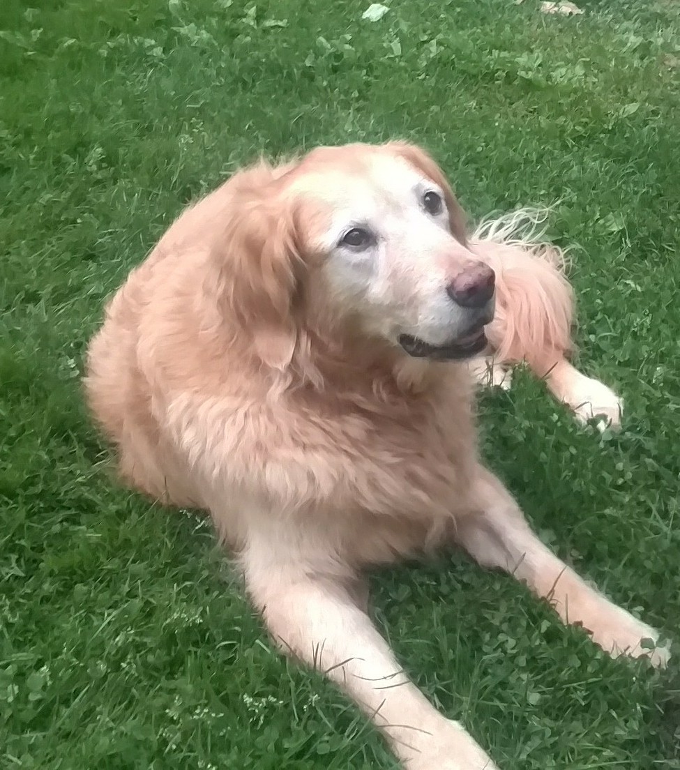 Waggin' Tails Pet Sitting Service