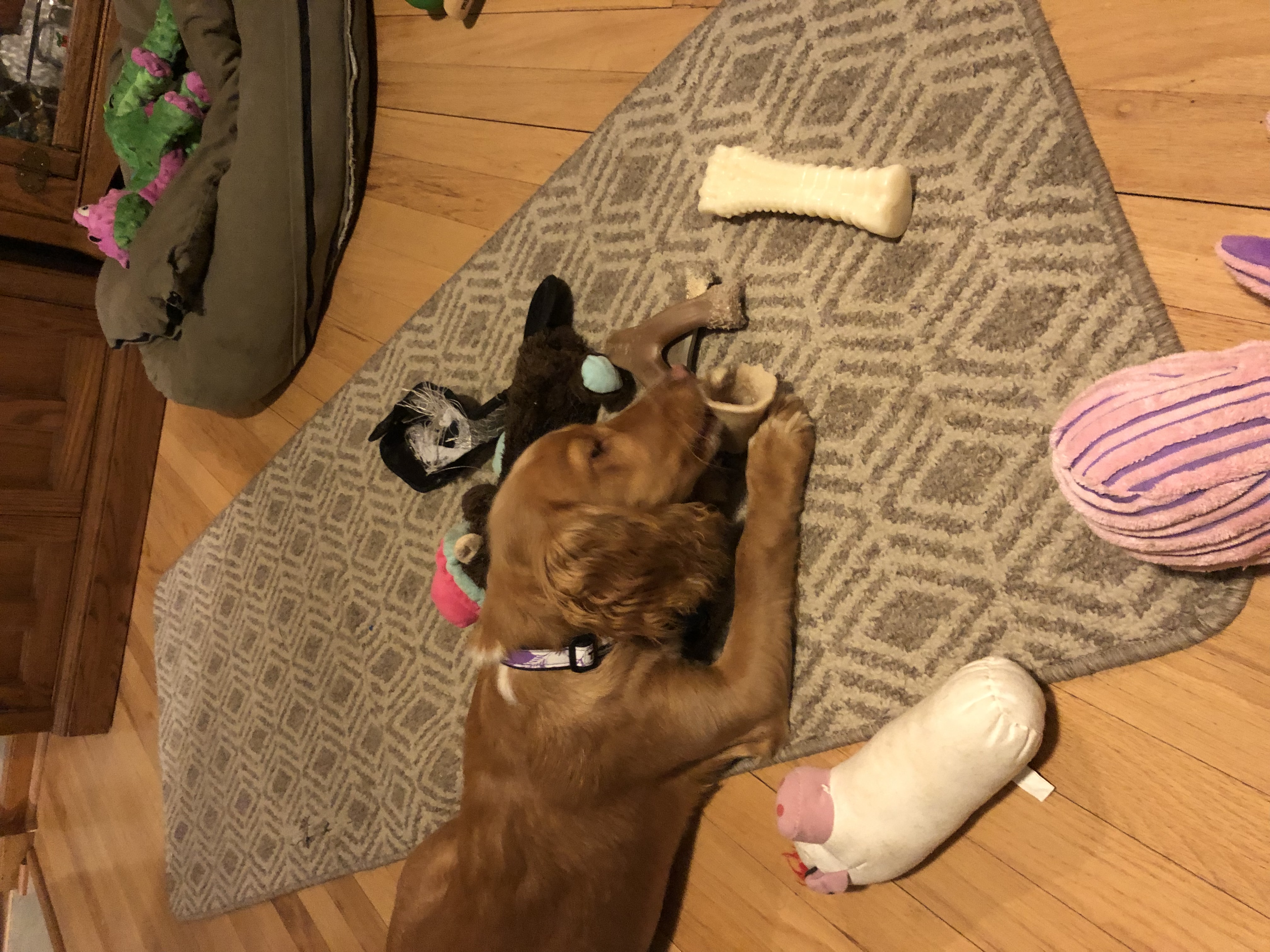 Pampered Pets and Plants LLC