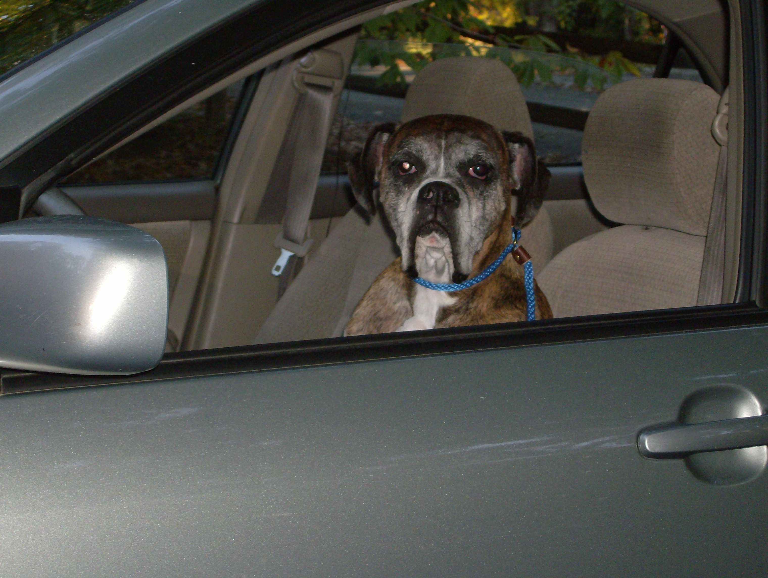 The Dog Nanny