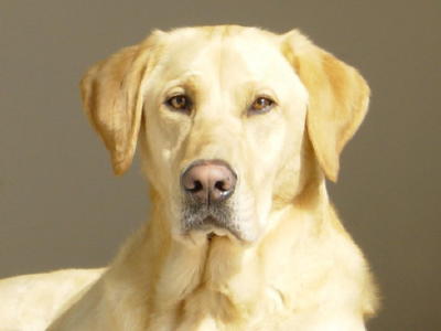 WillyWags, LLC