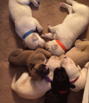Canine Comfort