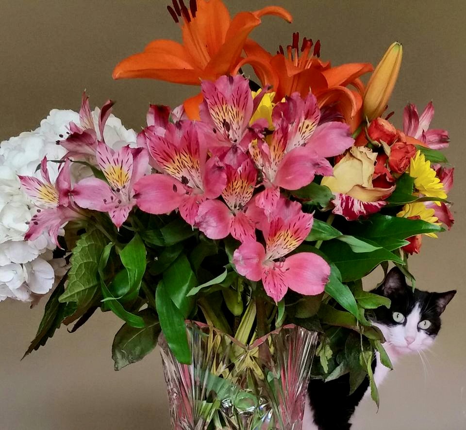 Fran's Petsitting and Daily Walks