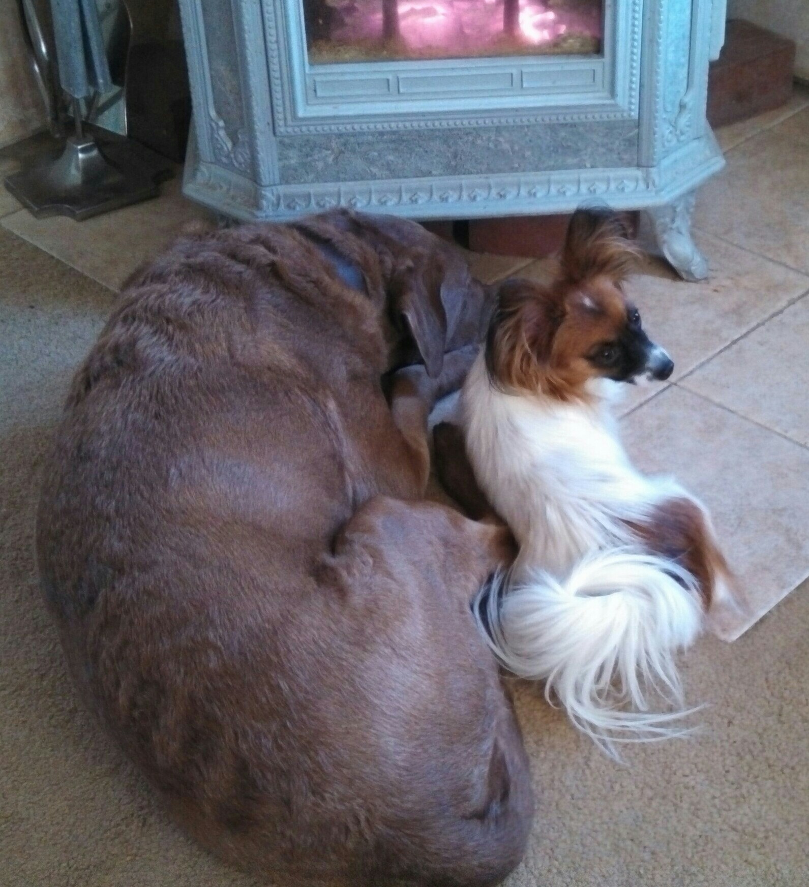 Homebound Hound