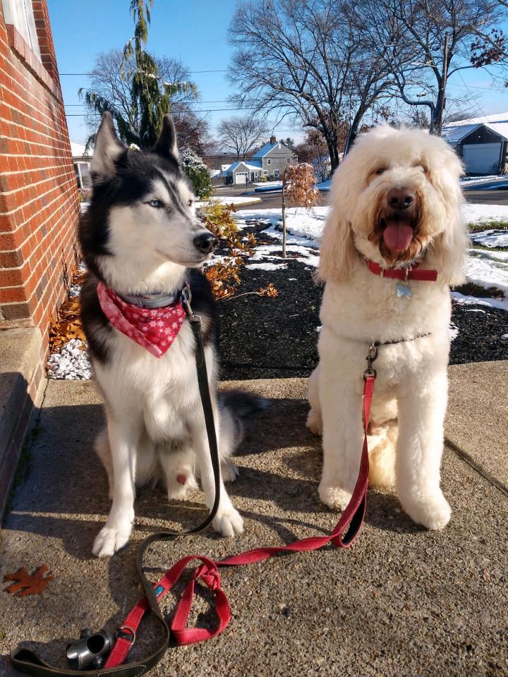 Chris The Dog Walker & Pet Sitter