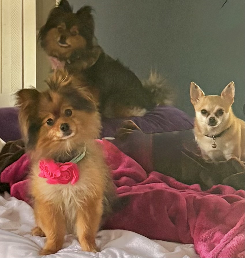 Diamond in the Ruff Pet Services, LLC