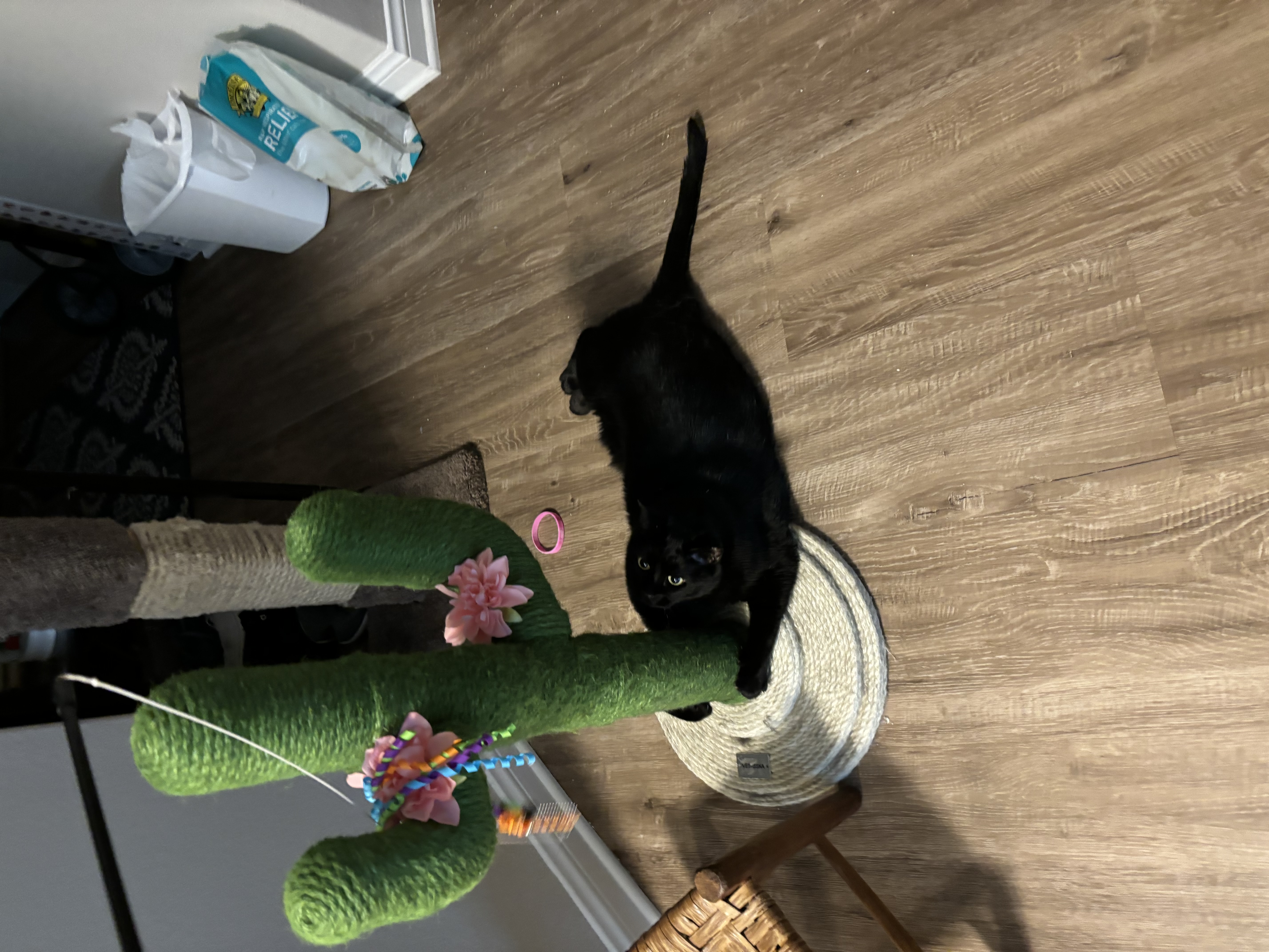 The Cats Meow