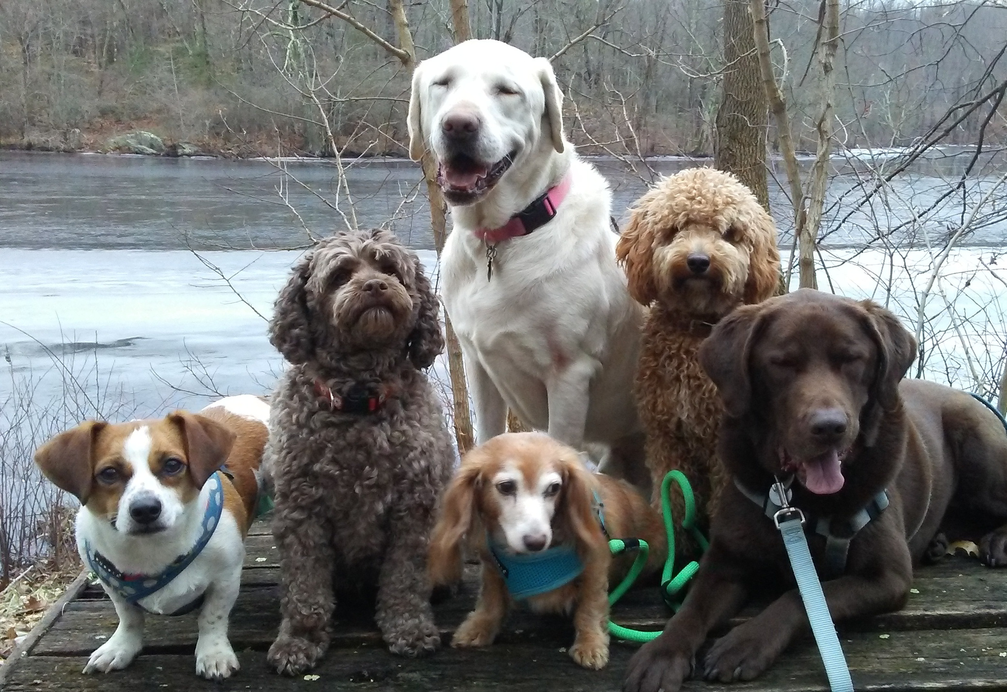 Dog Day Care In Danbury Ct Dog Day Care In Danbury Ct