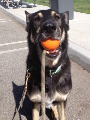 Safe at home pet sitting new arrivals
