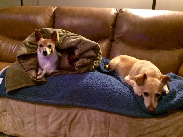 Best of Breed Professional Pet Sitting