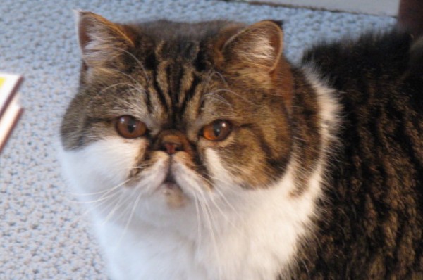 Bow Wows Whiskers Pet Care Co