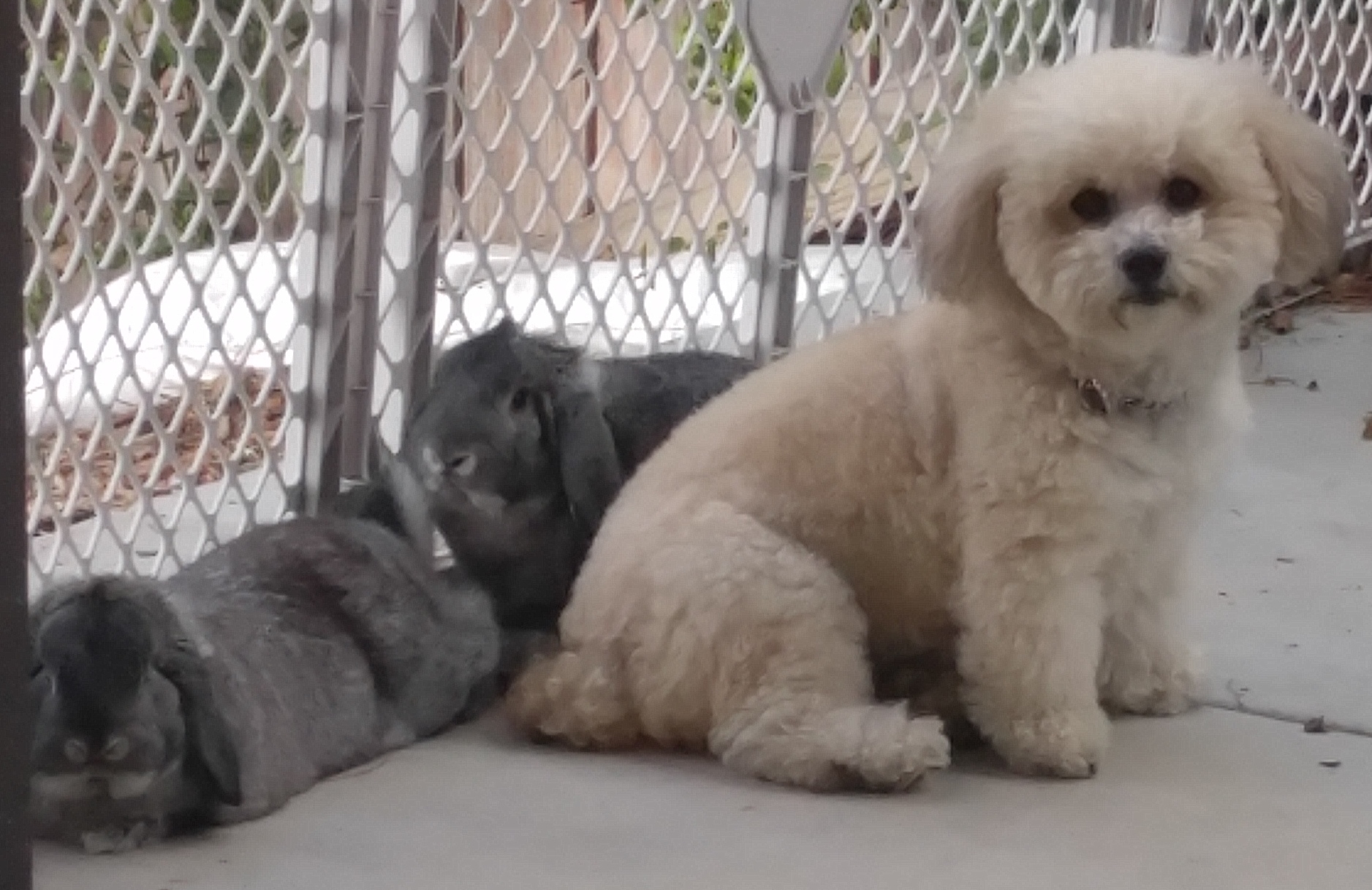 Happy Pets Complete Animal Care