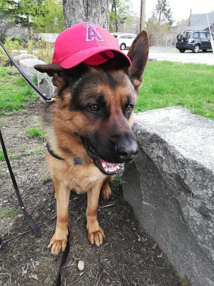 Happy Paws Pet Service - Pet Sitting & Dog Walking Service