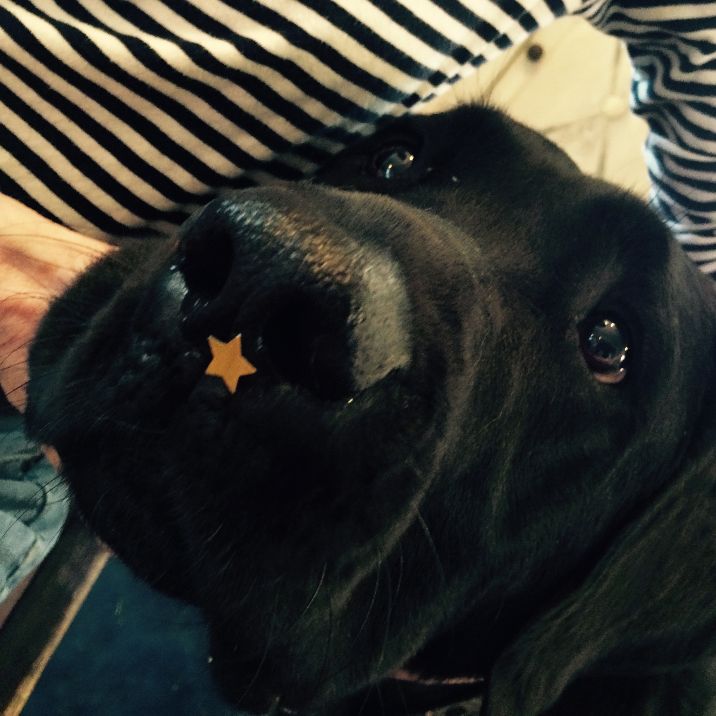 Doggie Do Gooders