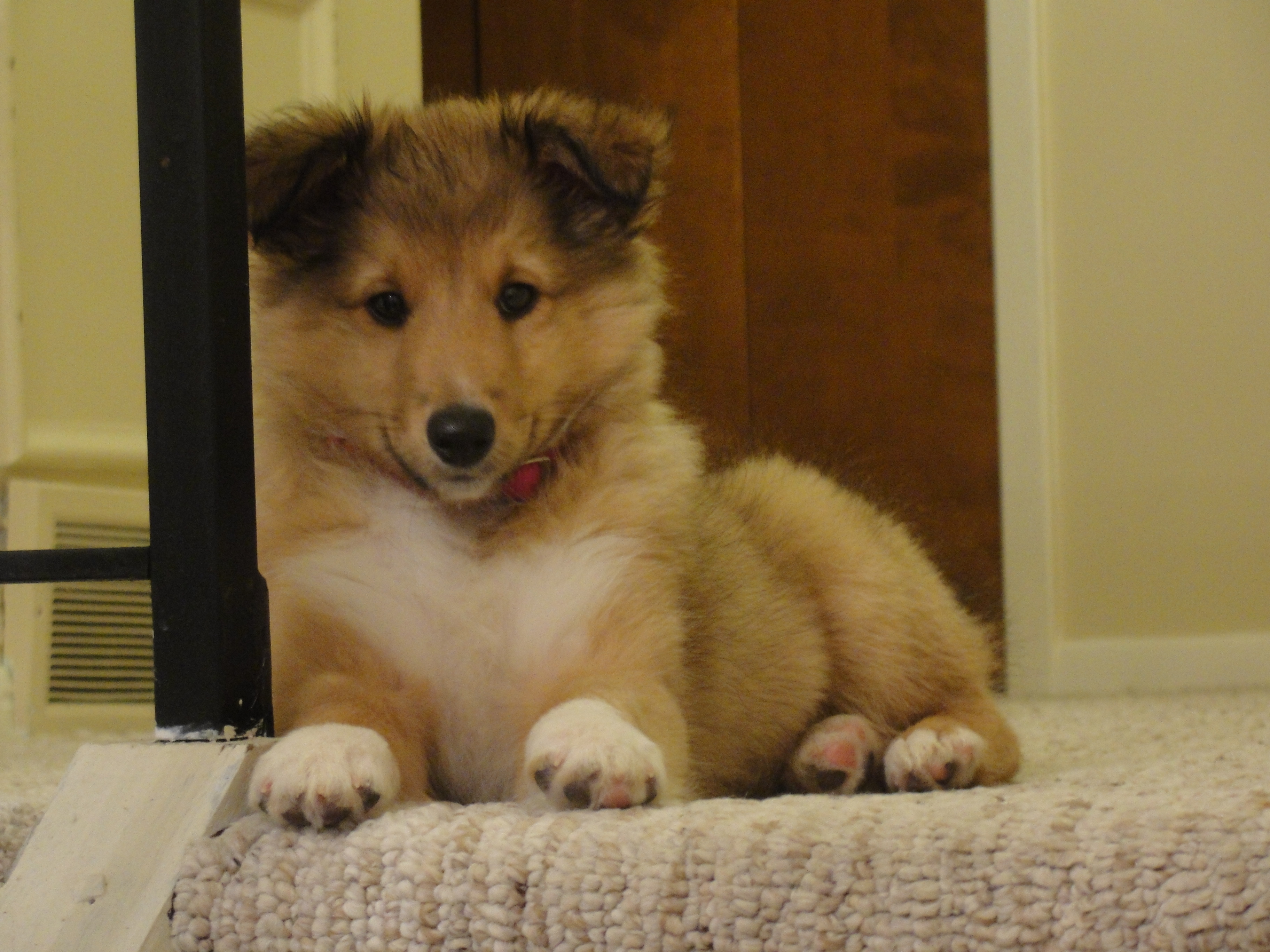 Sharayah's Pet Sitting Services