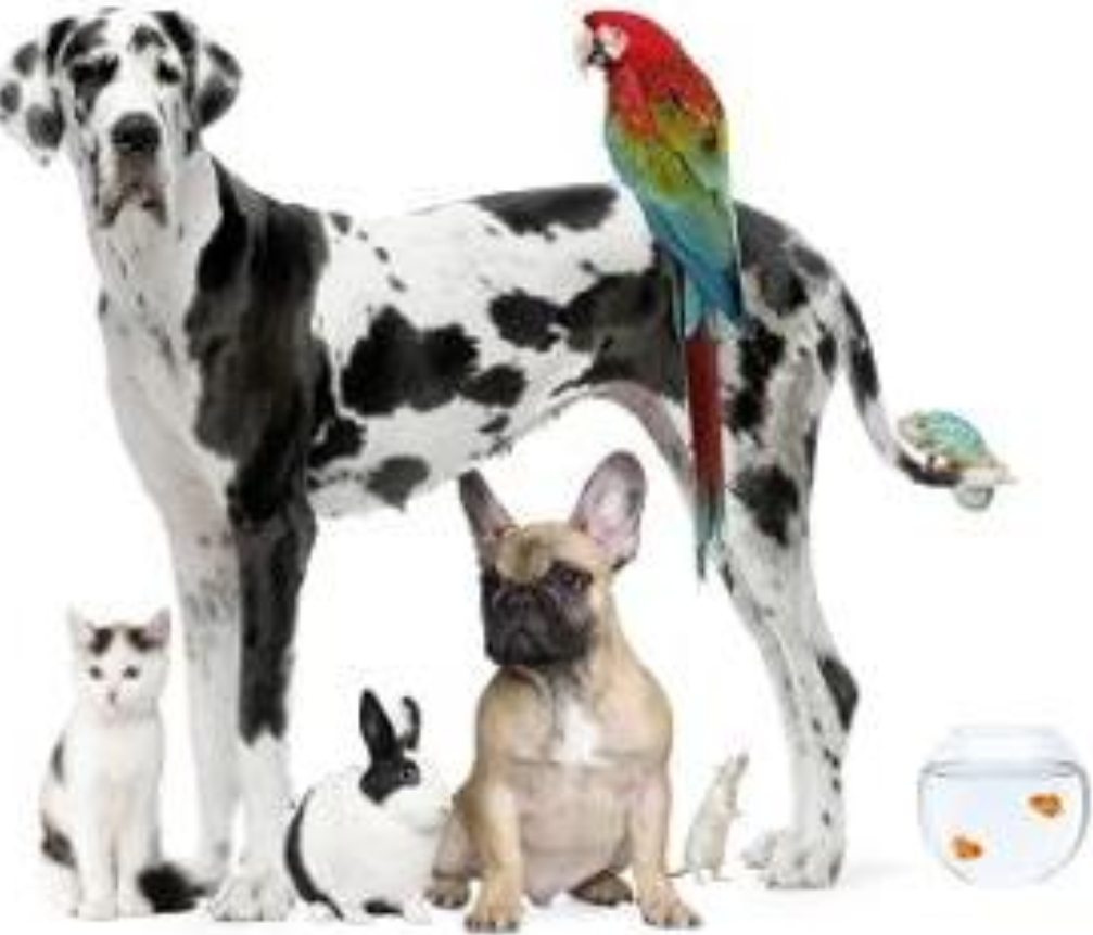 Linda's Pet Sitting LLC