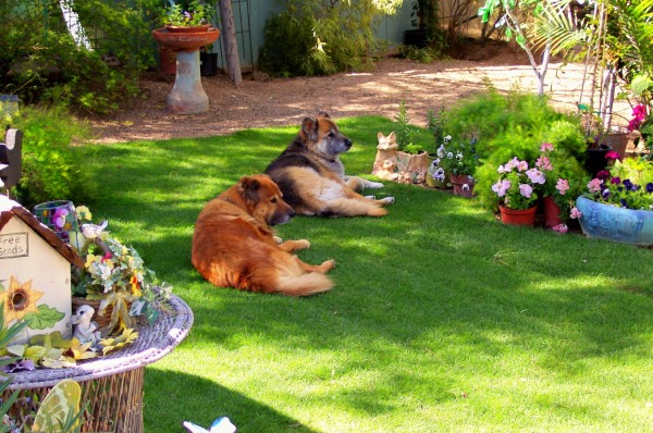 Home Sweet Home Pet Sitting and Dog Walking