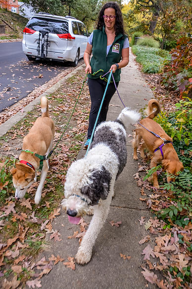 Paw Prints Around Town