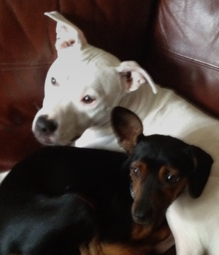 My BFF Pet Care (Best Friend's Friend), LLC
