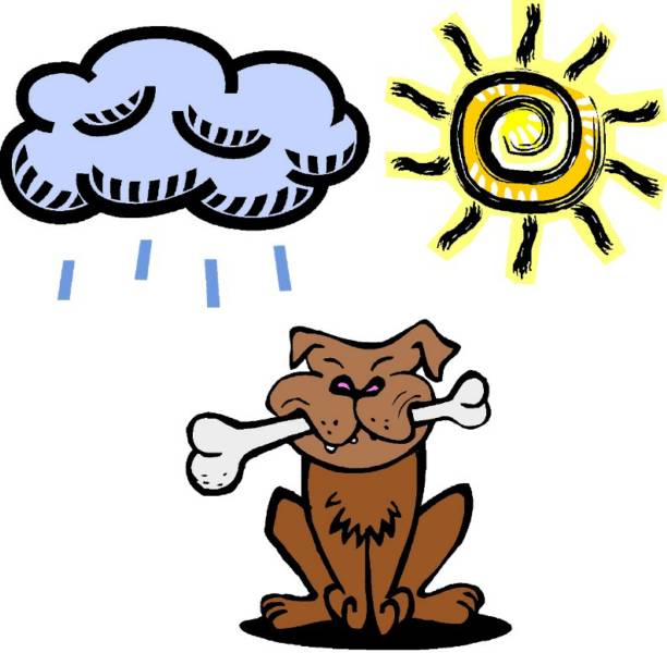 Rain or Shine Pet Care