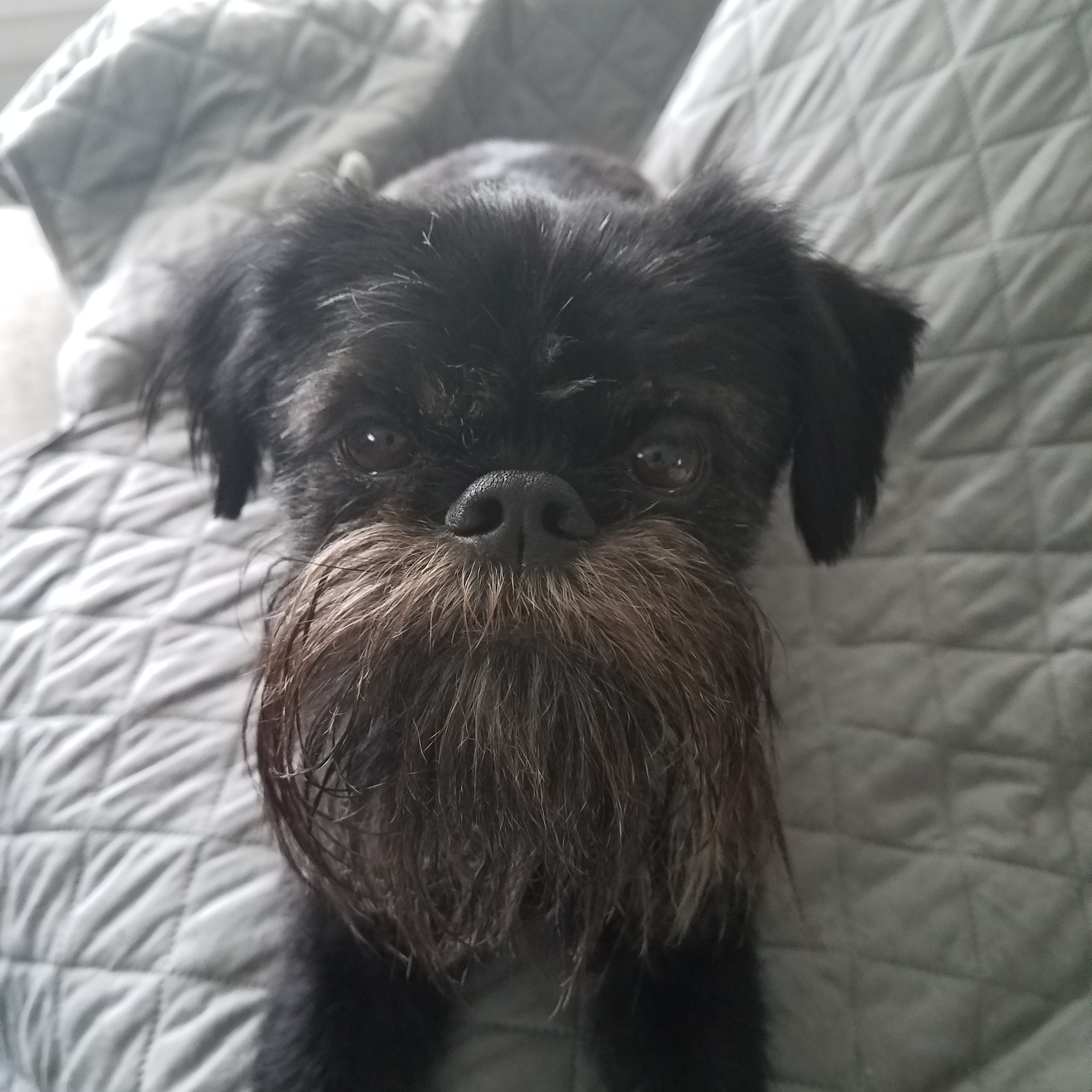 The Doggie Nanny