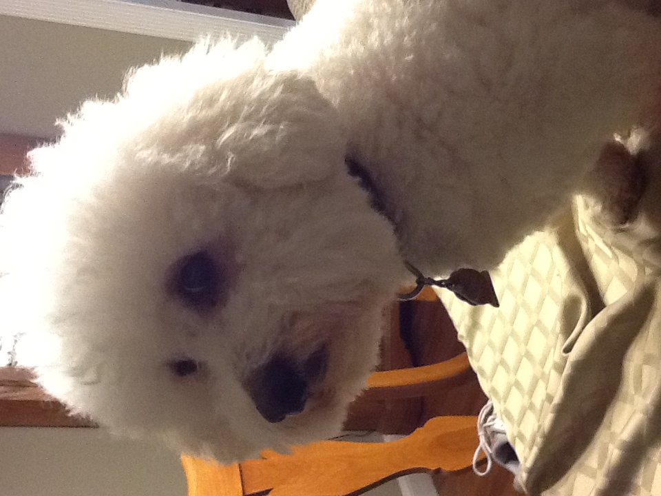 Donna's Quality Dog Walking & Pet Sitting