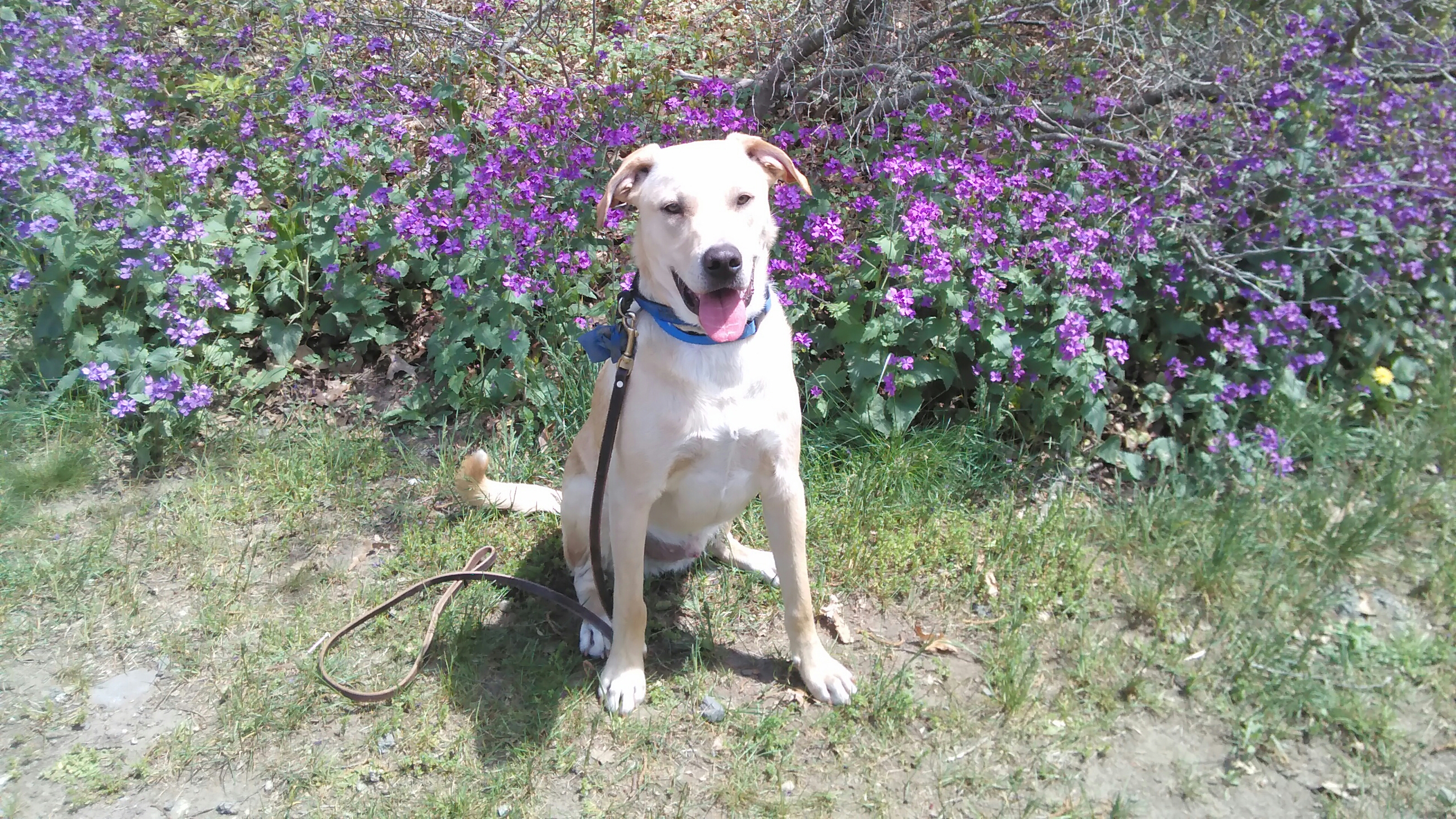 We Care Pet Services