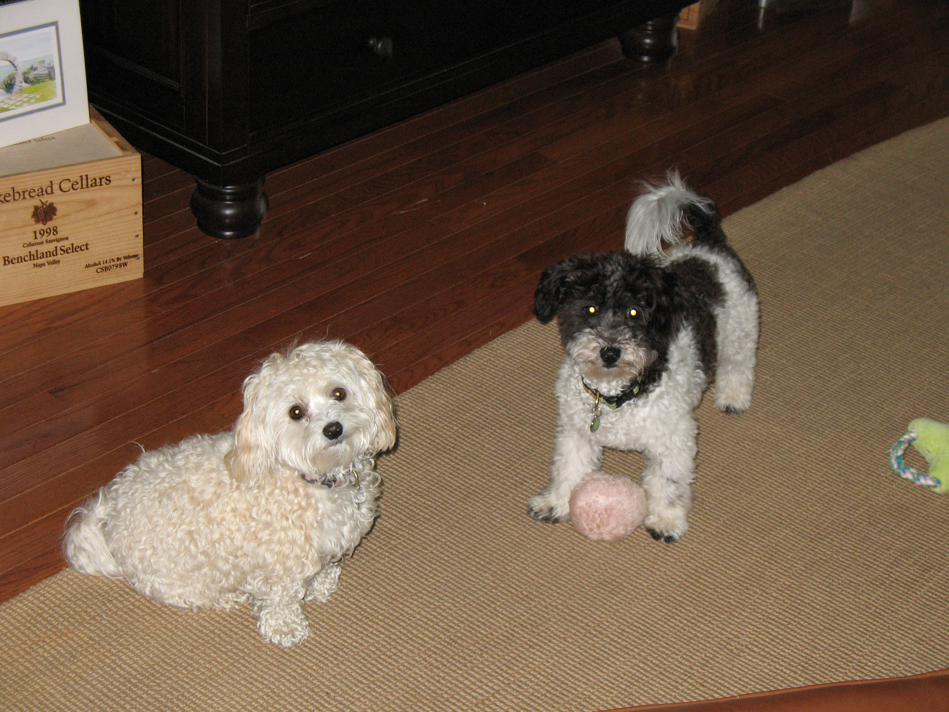 Susan's Shore Paws LLC