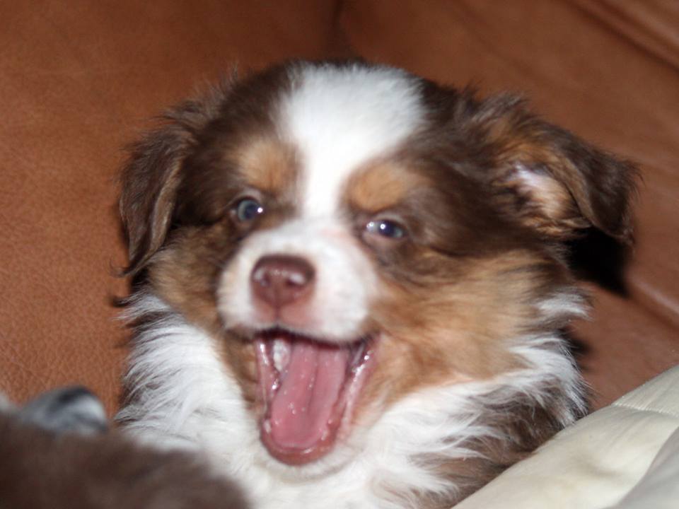 Bark-N-Bridle Pet Services