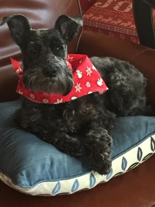 home sweet home pet care