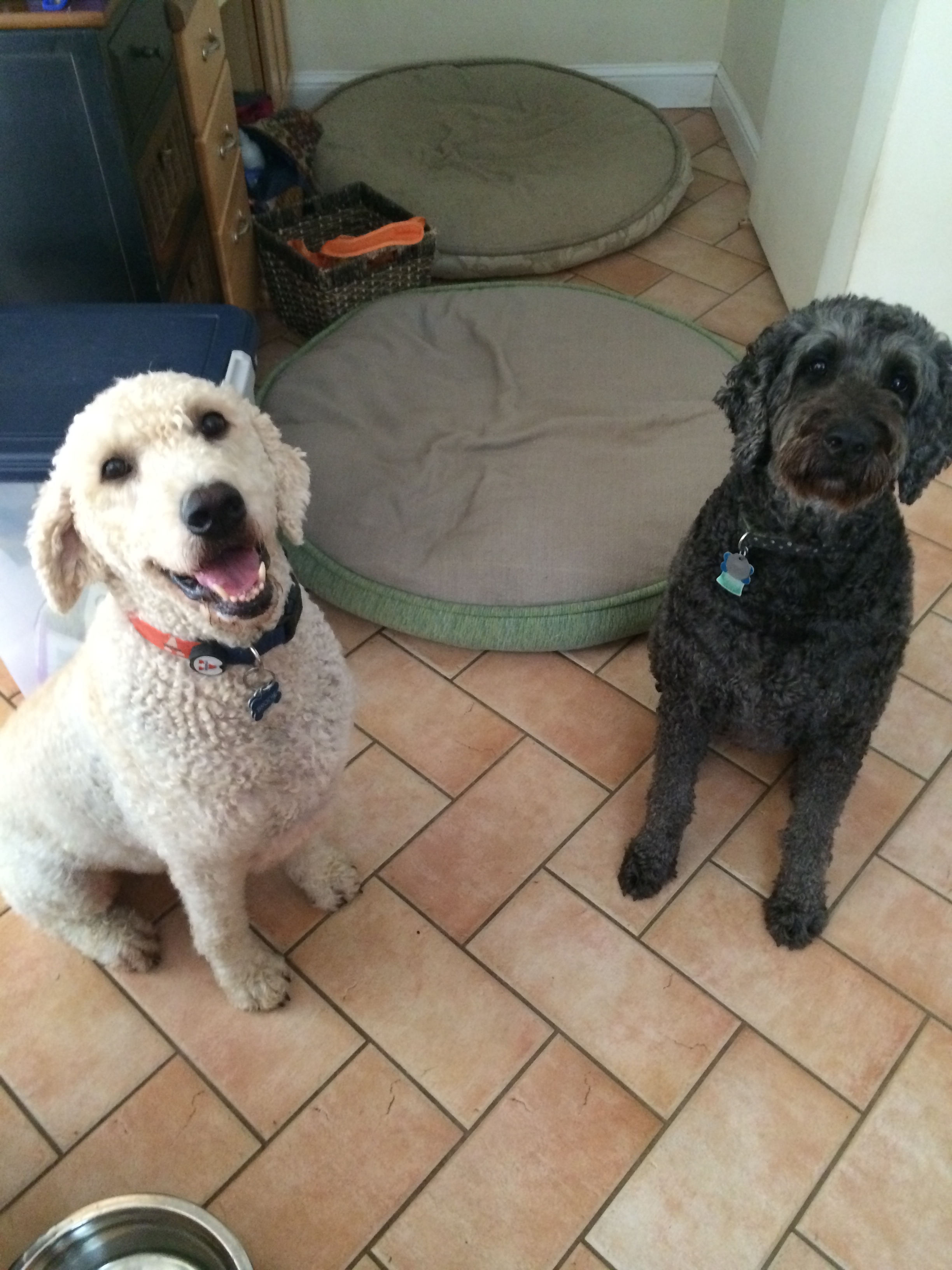 Little Friends Pet Sitting, LLC