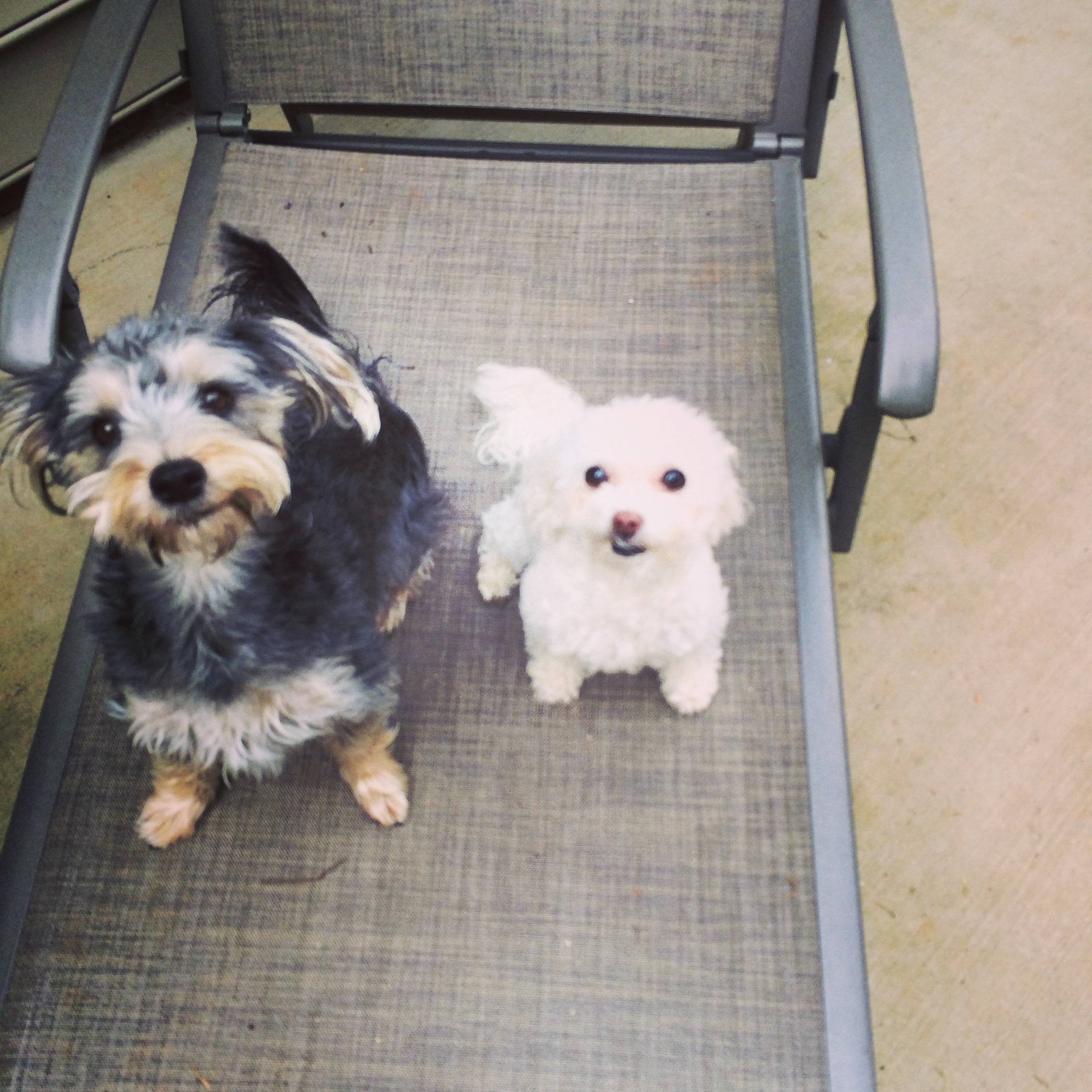 Little Friends Pet Sitting, LLC