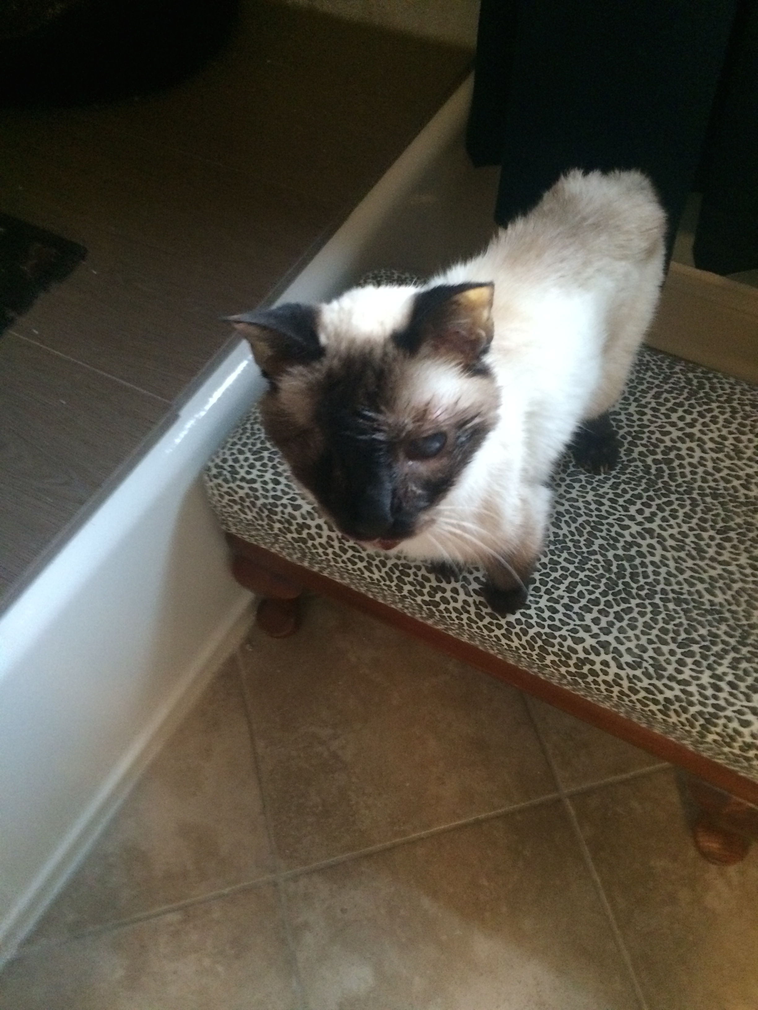 Little Friends Pet Sitting, LLC