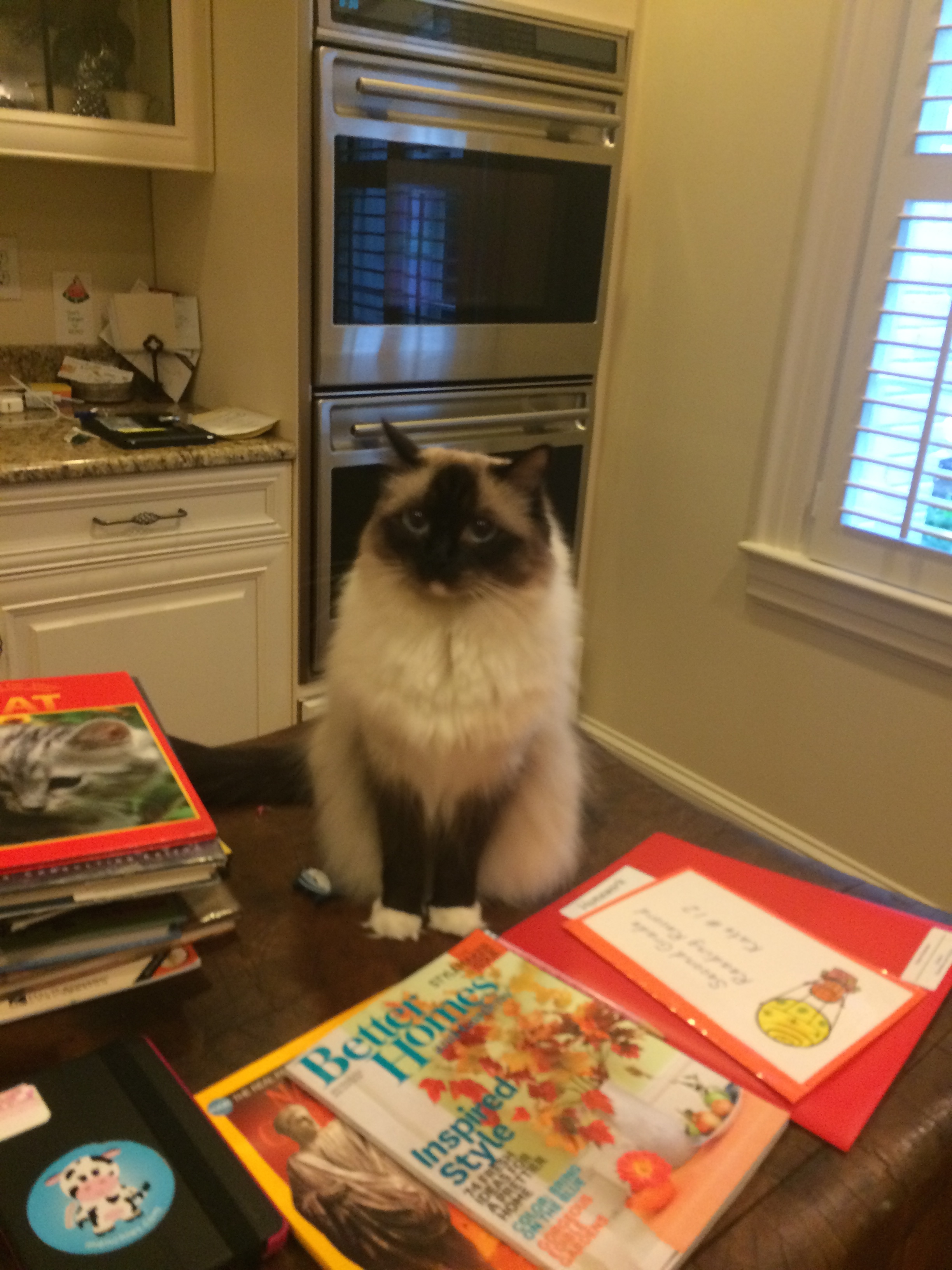 Little Friends Pet Sitting, LLC